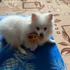 Шпиц Сэм - @spitz_sam_33 - TikTok