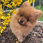 Sam ♂ - @german.spitz.sam - Instagram