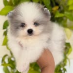 Sam | Spitz alemão - @sam.merlerj - Instagram
