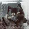 sam majestic fluff👑 - @sam.spitz - TikTok