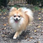 Sam - @sam.spitzlulu - Instagram