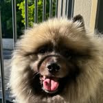 Sam - @sam_spitzloup - Instagram