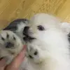 Sam🐶 - @sampomeranianspitz - TikTok