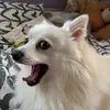 Sammy 🐶 - @sammy.the.spitz - TikTok