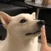 sammytheshibaspitz - @sammytheshibaspitz - TikTok