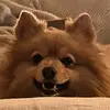 SamTastic - @samtastic.spitz - TikTok