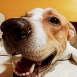 sam.pol🐶 - @sam_spitzlab - Instagram