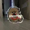 𝙎𝙖𝙢𝙪𝙨𝙝𝙖 ᵈᵒᵍˢ - @spitz.sam - TikTok