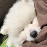 さむスタグラム🐕 - @spitz.sam - Instagram