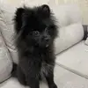 Сэм🖤 - @spitz_blacksam - TikTok