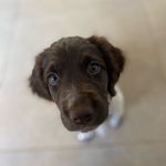 Sam 🐾 - @springer.spaniel.sam - Instagram