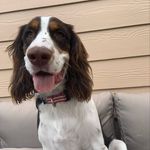 SAM | Springer Spaniel - @samspaniel - Instagram