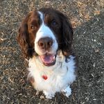 Sam - @sam_the_springer_dc - Instagram