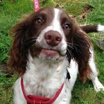 Sam_springer_spanial - @sam_springer_spanial - Instagram