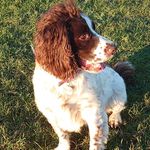 Sam Springer Spaniel - @samspringerspaniel - Instagram
