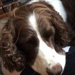 Sam The Spaniel - @sam_the_springer - Instagram