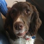 Sam The Springer - @x.sam_the_springer.x - Instagram