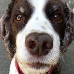 Sam the Springer - @greene_eggsand_sam - Instagram