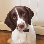 Sam The Springer - @samthespringyspaniel - Instagram