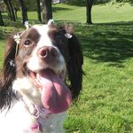 Samantha 🐶 - @sam.the.springer - Instagram
