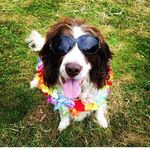 Springer Sam's hair of the dog - @springer_sam - Instagram