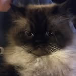 Sam Stall - @elliotdacat - Instagram