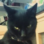 Sam Steadman - @shimshar_ - Instagram