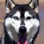 Sam Stout- Dog Walker and Pet Sitter Lakewood, CO - @scoutandsnouts - Instagram
