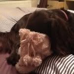 Sam Swann - @sam_swann_the_dog - Instagram