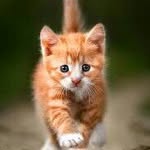 Samta berly - @samtaberlylovecats - Instagram