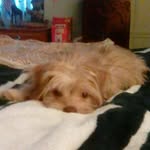 Samantha Flockhart - @samtaffygirl - Instagram