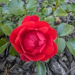 Lorna Sam Tatum McKinney - @blakpearl58 - Instagram