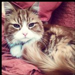 Sam Thacker - @harveyrabbit66 - Instagram