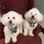 @sam_theo_bichonfrise - Instagram