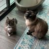 Sam and Teddy - @samwingandtheodore - TikTok
