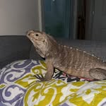 Sam Tighe - @chips.reptile.world - Instagram