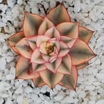 Sam Truong - @sam.truong.7927 - Instagram