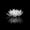TrươngSâm97 - @truongsam97 - TikTok