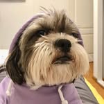🐾SAM 🐶🇵🇪🐾 - @samvalentinroman - Instagram