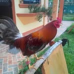 Sam Ezekiel Verdejo - Facebook