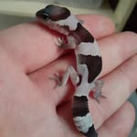 Sam Vesely - @tiny_dino_saur - Instagram