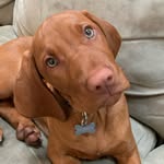 Sammy M 🐶 - @sam_waggy_tails - Instagram