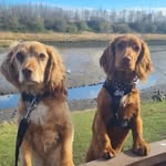 Sam's Waggy Walkies - @samswaggywalkies - Instagram