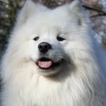 Monika M - @samoyed_a_stud_dog_warsaw_fci - Instagram