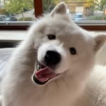 Zumi 🐾 - @samoyed_in_warsaw - Instagram