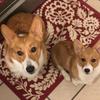Matthew Ferguson931 - @samwellandgillycorgi - TikTok
