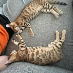 𝕊𝕒𝕞𝕨𝕖𝕝𝕝 & 𝔾𝕚𝕝𝕝𝕪 - @samwellandgilly - Instagram
