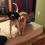 @samwell_and_clover - Instagram