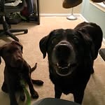 Samwell and Marley McBride 🍀🐶🐶 - @samwellandmarley - Instagram