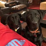 Kate And Sam Wenzel - @the_wenzel_dogs - Instagram